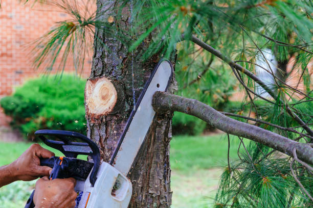 Dead Tree Removal in West Des Moines, IA